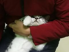 -圣宠动物医院·犬猫专科·影像中心·外科中心
