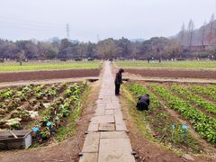 -八卦田遗址公园