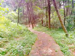 -铁山坪森林公园