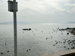 -深圳湾公园(南山区)