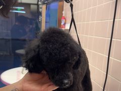 -FAELING PETS美天灵宠物(富力广场店)