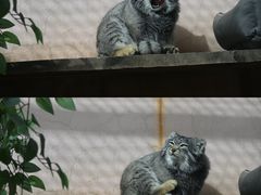 -青藏高原野生动物园