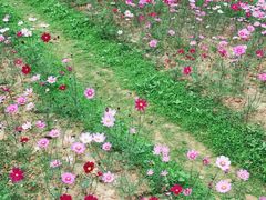 -天适樱花悠乐园