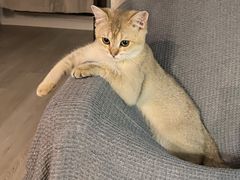 -欣宠猫屋·矮脚拿破仑·蓝金金渐层