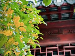 -秋霞圃