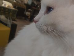 -平行世界·猫咖(首经贸店)