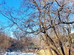 -鲁山国家森林公园