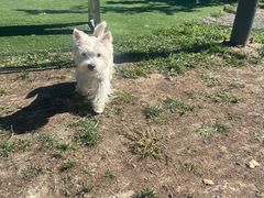 -爪吧宠物乐园 (温榆河示范区店)