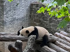 -都江堰中华大熊猫苑