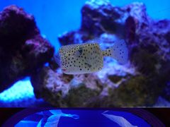 -上海海洋水族馆