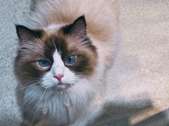 -藏猫猫咖啡主题馆(中央大道店)