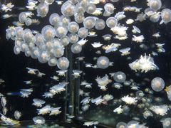 -太平洋海底世界