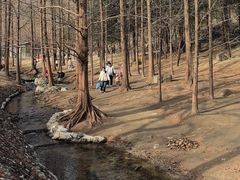 -白水寺森林公园