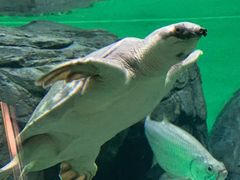 -上海海洋水族馆