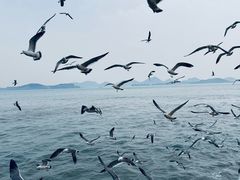 -海驴岛(荣成市)