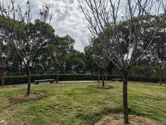 -金鸡山公园