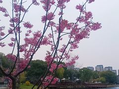 -新江湾城公园