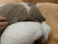 -猫猫幼稚园·撸猫·桌游·电玩