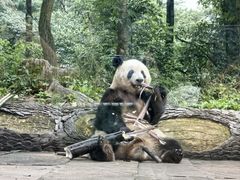 -中国大熊猫保护研究中心雅安碧峰峡基地