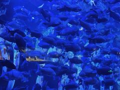 -哈尔滨波塞冬海底世界