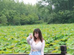 -合肥滨湖国家森林公园