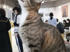 -Heymao猫咖.咖啡厅(东门店)