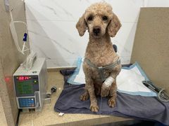 -伟伟宠物医院·CT影像中心·瑞派犬猫综合性门诊(汉口总院)
