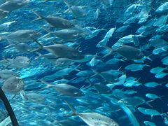 -上海海洋水族馆