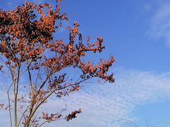 -成飞公园