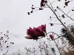 -秀丽东方