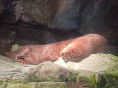 -大阪海游馆