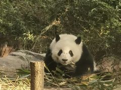 -成都大熊猫繁育研究基地