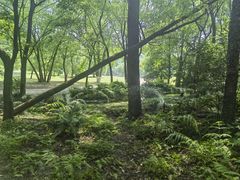 -紫金山山顶公园