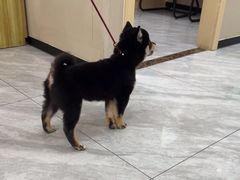 -瑞鹏宠物医院·普外科·影像科·皮肤科(城市山谷分院)