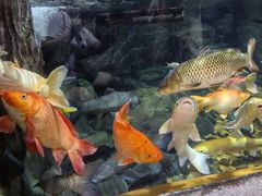 -上海海洋水族馆