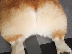 -汪说·狗咖(旺城大厦店)