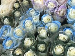 -循礼门鲜花花市(武汉循礼门店)