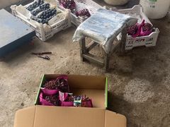 -马陆小张葡萄园农家乐