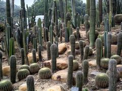 -深圳仙湖植物园