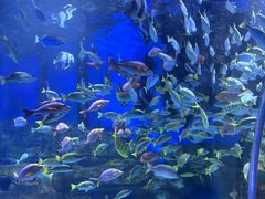 -顺德南宏海立方海洋公园