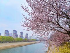 -桃花堤公园