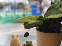 -琥珀咖啡 Ambercoffee