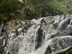 -莫里热带雨林景区