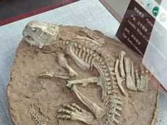 -中国西峡恐龙遗迹园