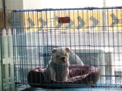 -佳百利宠物(荣乐中路115弄小区店)