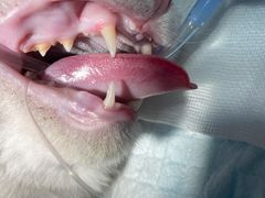 -艾贝尔宠物诊疗