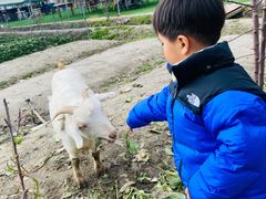-小鱼草莓采摘园农家乐·小鱼餐厅