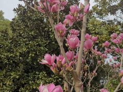 -上海滨江森林公园
