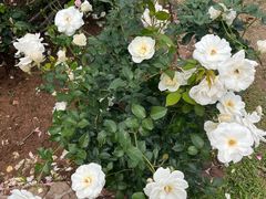 -人民公园(罗湖区)