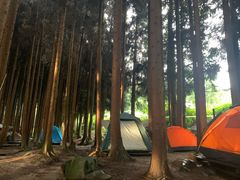 -武陵山森林公园